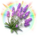 Colorful Lavender icon