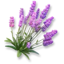 Lavender icon
