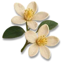 Orange Flower icon