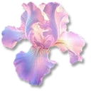 Petals icon