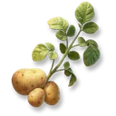 Potato icon