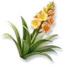 Agave