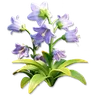 Blue Bellflower
