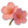 Cherry Blossom