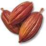 Cocoa