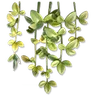 Creeping Fig