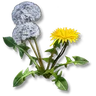 Dandelion