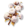 Fast-Growing Cotton