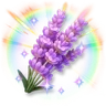 Huge Colorful Sparkling Lavender
