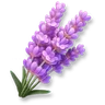 Huge Lavender