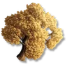 Maple Tree