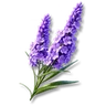 Nepenthe Lily