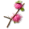 Pink Thornfruit