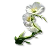 Pure Essence of Grass