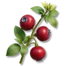 Spicy Berry