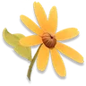 Sunny Daisy