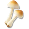 White Mushroom